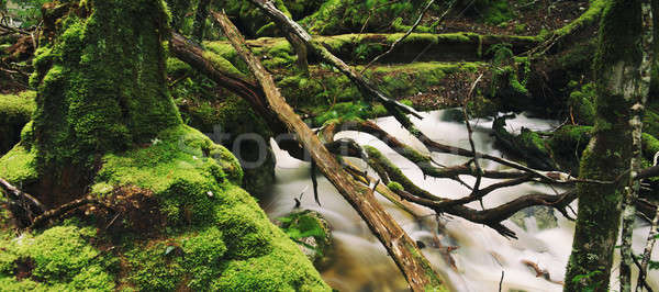 Wiege Berg Tasmanien schwierig Niederschläge Wasser Stock foto © artistrobd