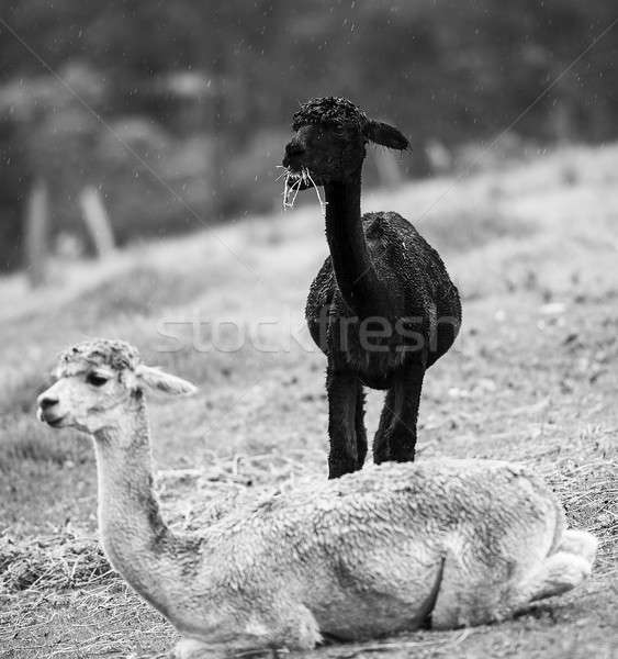 Alpacas in a field. Black and White Stock photo © artistrobd