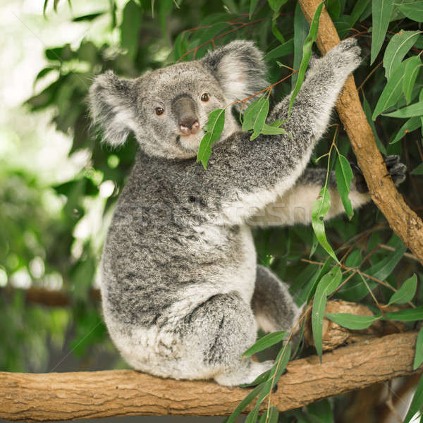 Koala arbre extérieur ours branche Photo stock © artistrobd