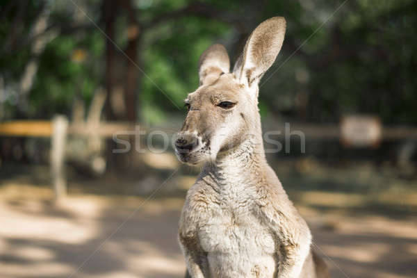 Kangaroo outside during the day. Stock photo © artistrobd