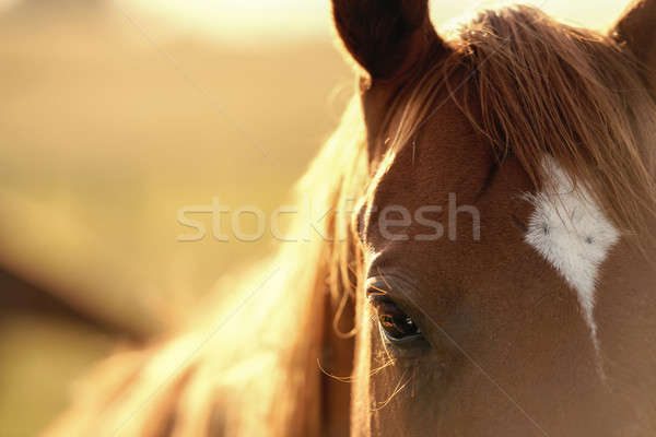 Single horse Stock photo © artistrobd
