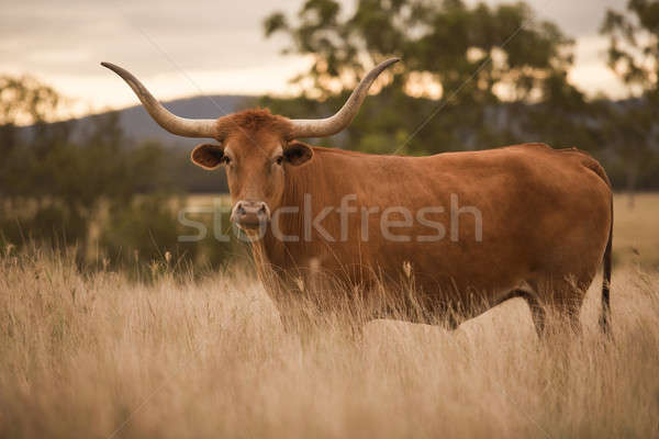 Longhorn Cow in the paddock Stock photo © artistrobd