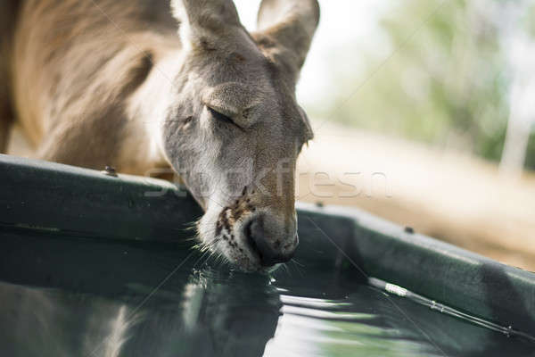 袋鼠 外 天 澳大利亞的 戶外活動 性質 商業照片 © artistrobd