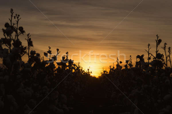 Baumwolle Bereich Queensland Felder bereit Ernte Stock foto © artistrobd