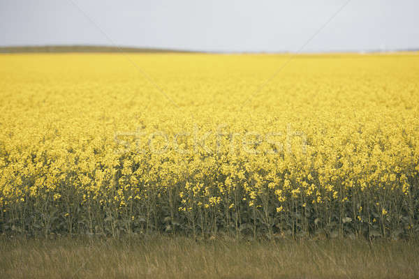 Field of canola plants Stock photo © artistrobd