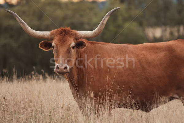 Longhorn Cow in the paddock Stock photo © artistrobd