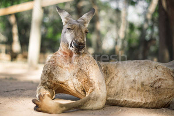 Canguro fuera día australiano aire libre naturaleza Foto stock © artistrobd