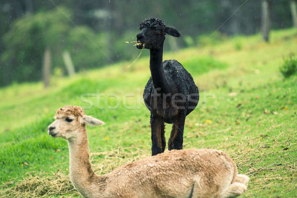 Alpacas in a field  Stock photo © artistrobd