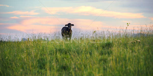 корова день Квинсленд облака фон лет Сток-фото © artistrobd