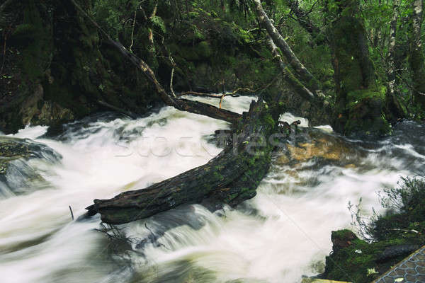 Cuna montana tasmania pesado lluvia agua Foto stock © artistrobd