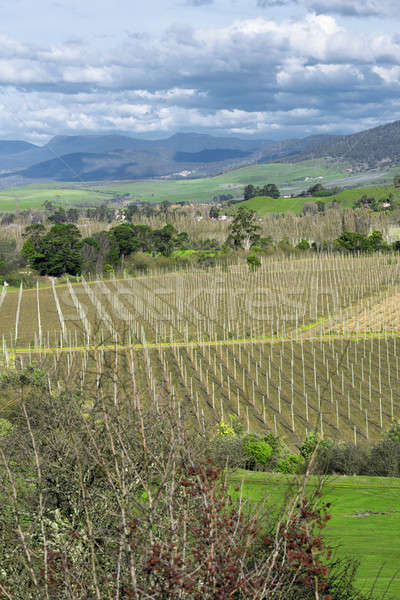 Farming field in Tasmania, Australia Stock photo © artistrobd