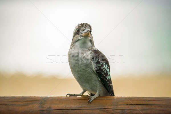 Kookaburra gracefully resting during the day. Stock photo © artistrobd