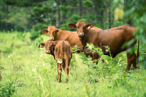 Outback Cows  Stock photo © artistrobd