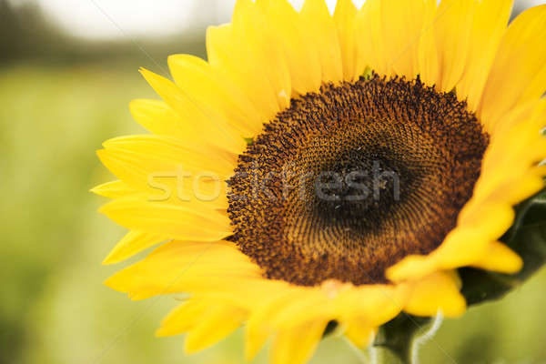 Sunflowers in a field in the afternoon. Stock photo © artistrobd