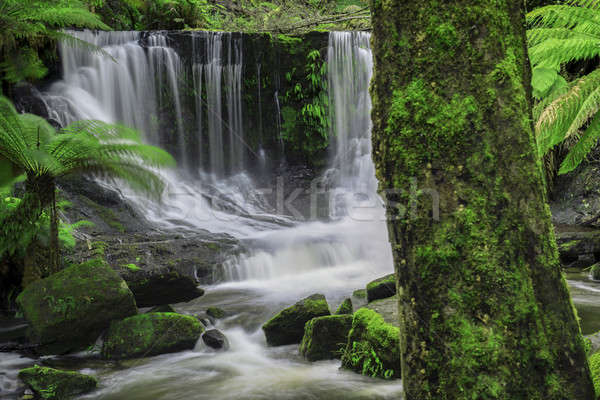 Horseshoe Falls in Mount Field National Park Stock photo © artistrobd