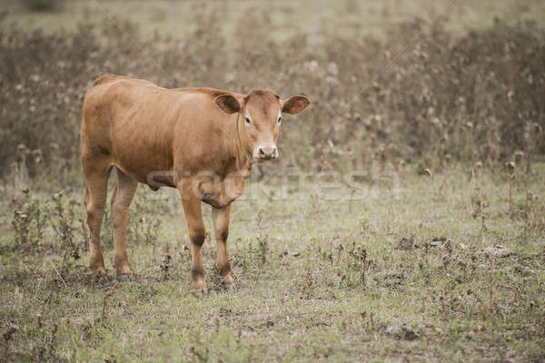 Paese mucca farm animale prato view Foto d'archivio © artistrobd