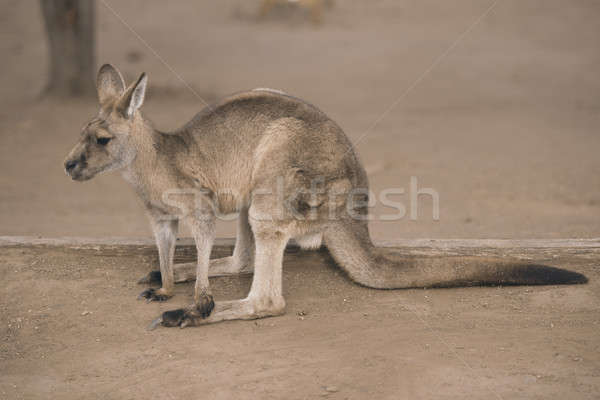Canguro fuera australiano aire libre naturaleza animales Foto stock © artistrobd