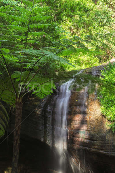 Sérénité soleil côte Australie forêt cascade [[stock_photo]] © artistrobd