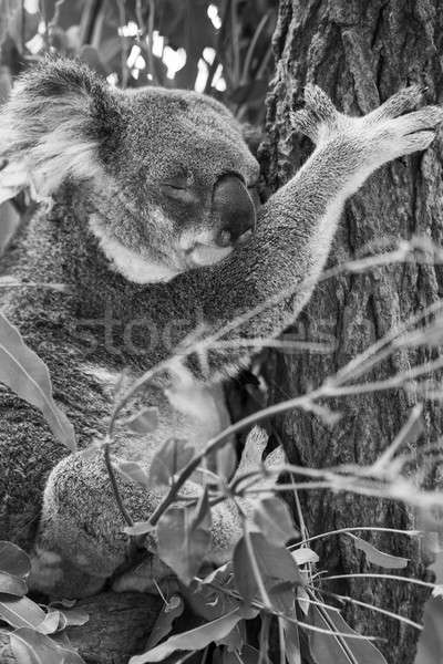 Koala in a eucalyptus tree. Black and White Stock photo © artistrobd