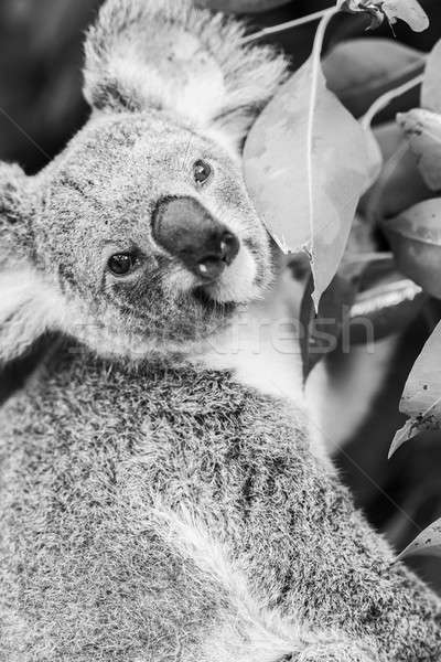 Koala arbre blanc noir extérieur fond Photo stock © artistrobd
