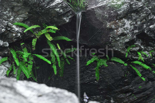 Kaskade Wasserfall Brisbane Queensland Australien Wasser Stock foto © artistrobd