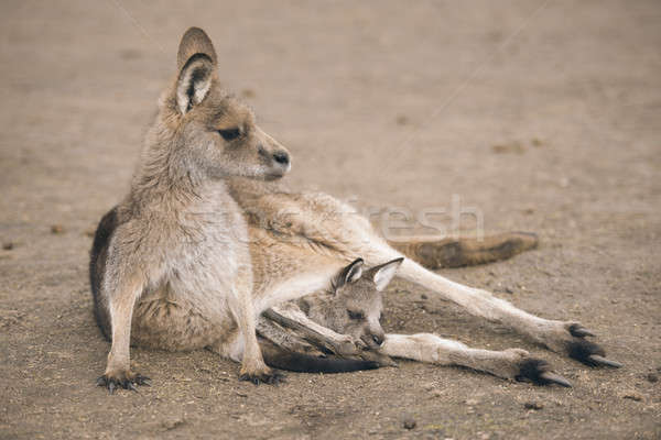Kangaroo outside Stock photo © artistrobd