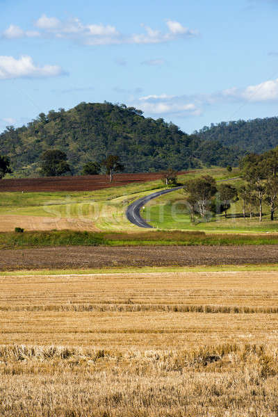 Outback agricultural and farming field Stock photo © artistrobd