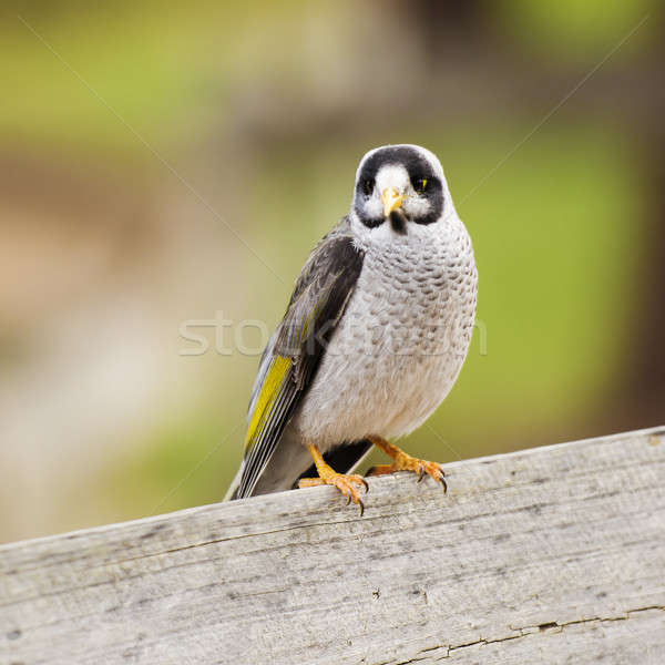 Zajos madár citromsárga szürke Stock fotó © artistrobd