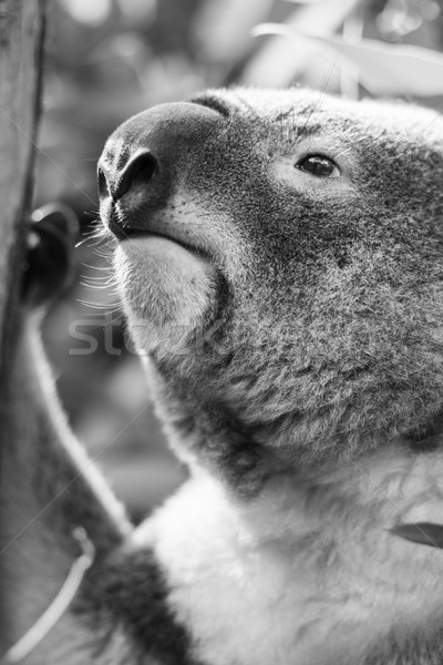 Coala árvore preto e branco australiano ao ar livre fundo Foto stock © artistrobd