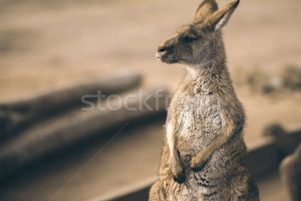 袋鼠 外 澳大利亞的 戶外活動 性質 動物 商業照片 © artistrobd