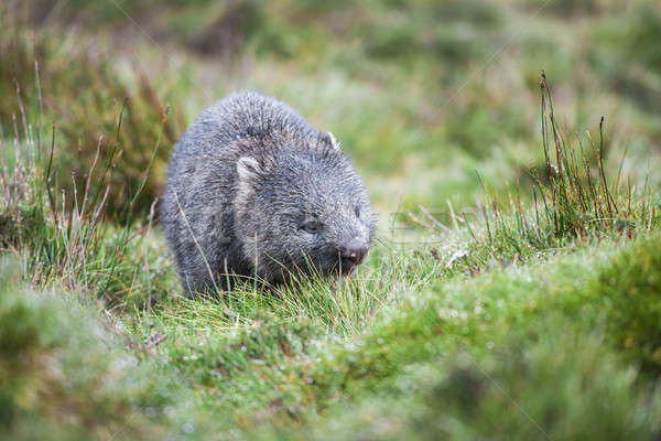 Wombat during the day Stock photo © artistrobd