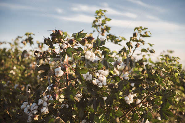 Katoen veld queensland velden klaar oogst Stockfoto © artistrobd