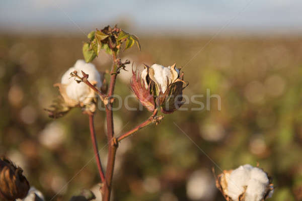 Coton domaine queensland champs prêt récolte [[stock_photo]] © artistrobd