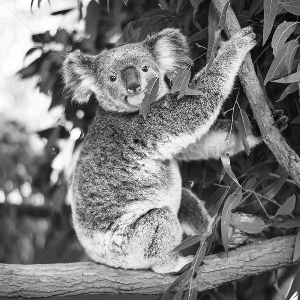 Koala árbol blanco negro australiano aire libre tener Foto stock © artistrobd