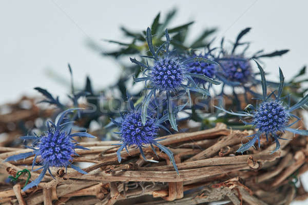 商業照片: 藍色 · 花卉 · 籃 · 新鮮 · 花