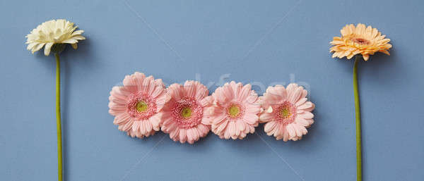 Modèle fleurs bleu papier isolé chiffre [[stock_photo]] © artjazz