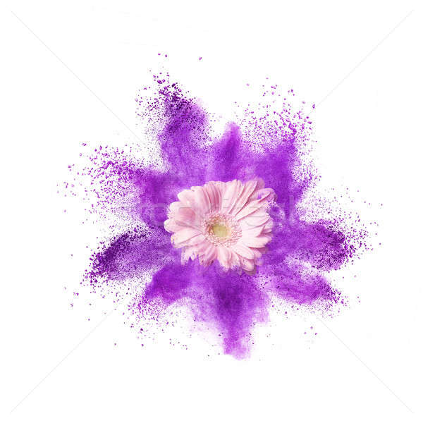 Explosion of ultraviolet powder and pink gerbera flower on a white background Stock photo © artjazz