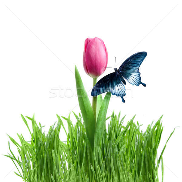 Pillangó lila tulipán zöld fű izolált fehér Stock fotó © artjazz