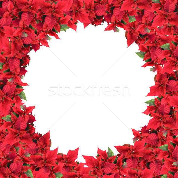 christmas frame from poinsettias isolated on white Stock photo © artjazz