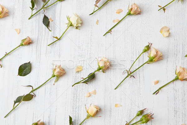 Stock photo: background from roses