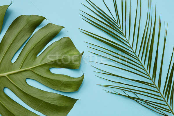 Folhas verdes isolado topo ver azul tropical Foto stock © artjazz