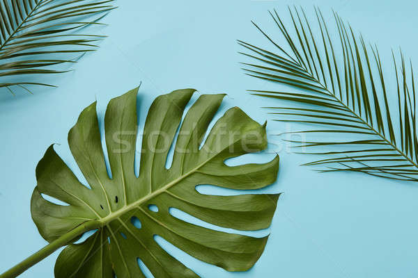 Green leaves isolated Stock photo © artjazz