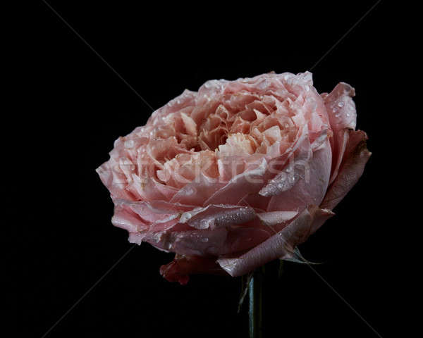 Stock photo: Dying pink flower Ranunculus with water drops isolated on black 