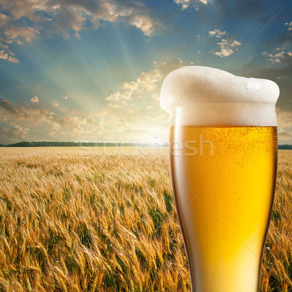 Glass of beer against wheat field and sunset Stock photo © artjazz