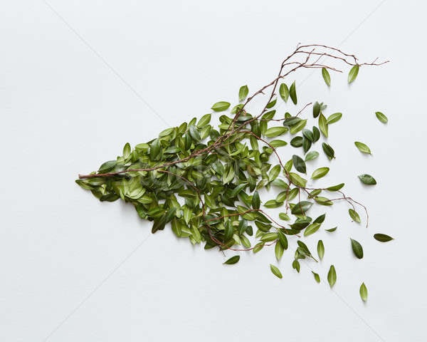 [[stock_photo]]: Vert · Bush · blanche · beaucoup · feuilles · vertes · forme