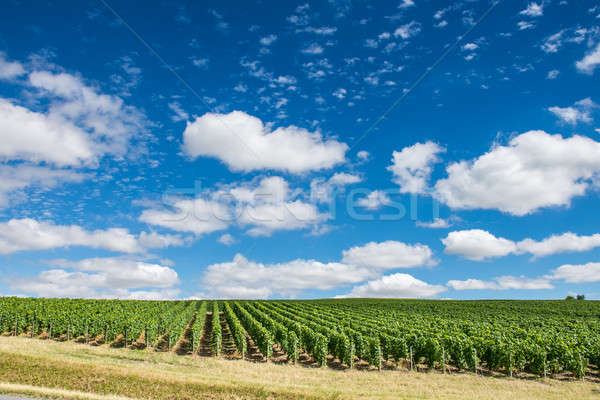 Vineyard landscape in France Stock photo © artjazz
