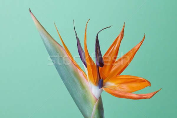 Exotic tropical flower of Strelitzia reginae or bird of paradise Stock photo © artjazz