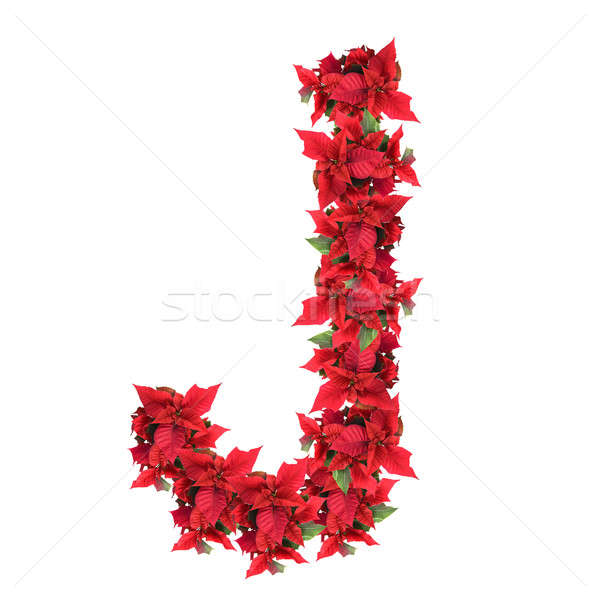 letter from red christmas flowers isolated on white Stock photo © artjazz