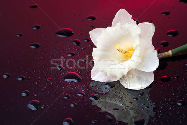 white narcissus on red background with water drops Stock photo © artjazz