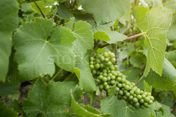 Stock photo: Green grape on vineyard